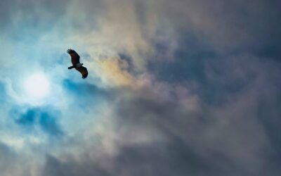 Beyond the Eagle’s View: The True Measure of Leadership in Business and Politics