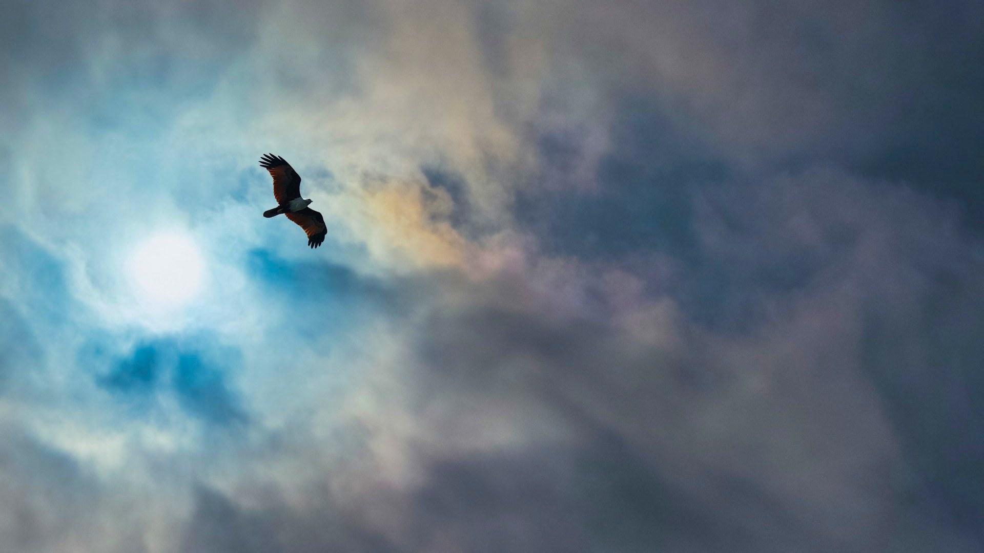 An eagle flying in the sky