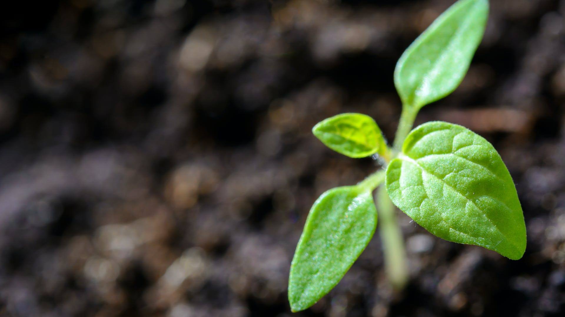 Young plant growing