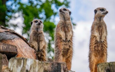 The 3 Fundamental Types of Bitcoiners.
